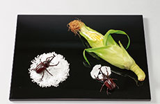 石塚久子氏作品